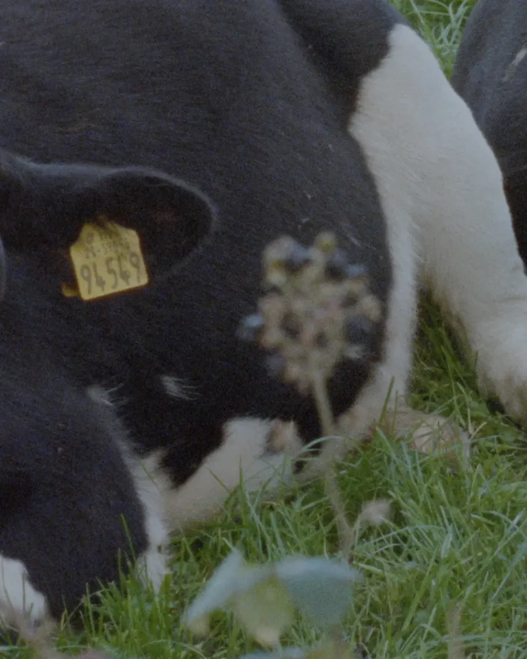 Scannán Glas experimental film exhibition poster for Five Lamps Arts Festival at the International Centre for the Image in Dublin